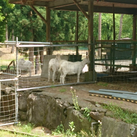 「磐梯高原南ヶ丘牧場③」の画像
