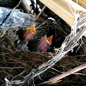 生まれたよーの画像