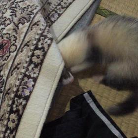 彡(´∀｀;●)の画像