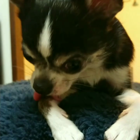 親分子分の画像