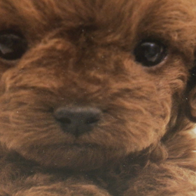 「ぬくぬく」って英語で何て言う？の画像