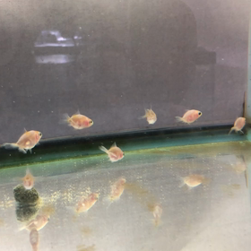 鈴木東錦〜〜の画像