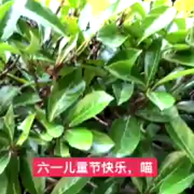 六一儿童节快乐、喵の画像