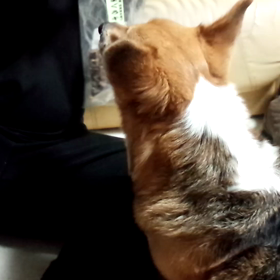 バシッ、バシッ、バタン！！の画像