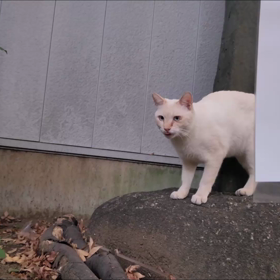 大都会の地味な観光地に、もうすぐ冬が来ます(☆ˇ＿ˇ☆)の画像