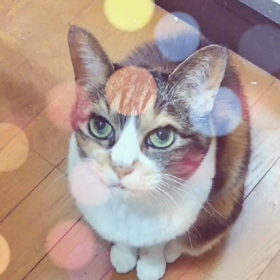 #香水の画像