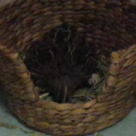 なんちゃって抱卵と『マズ餌』の画像