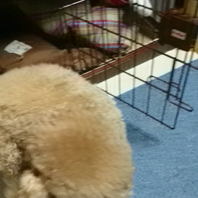 日曜日のまったりタイムの画像