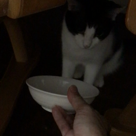 とうふちゃんの可愛い催促の画像