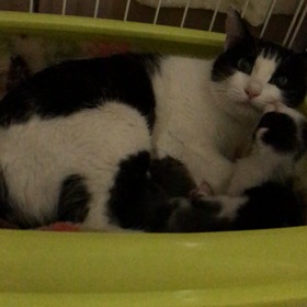 とうふちゃん親子の画像