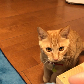 ワンちゃんのような遊び方の画像