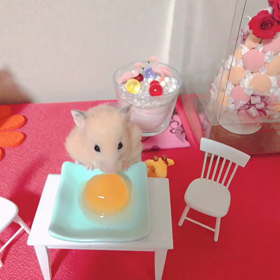 ハムスターのかくれんぼ笑の画像