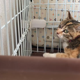 華音ちゃん目のケアの画像