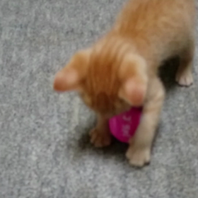 動画☆ピンクのボール遊びの画像