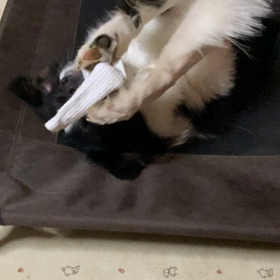 捨てる前に掃除やおもちゃに利用の画像