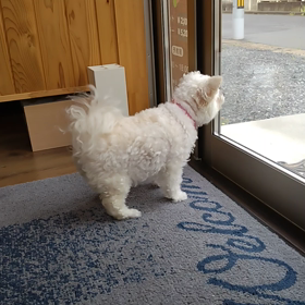 モコの漢方とサプリメントの画像