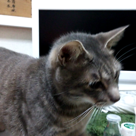 猫パンチ炸裂の画像