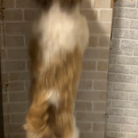 雨の日のトイレタイム（室内の場合）の画像