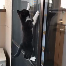 ニャンコの被害の画像