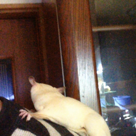 モモンガの画像