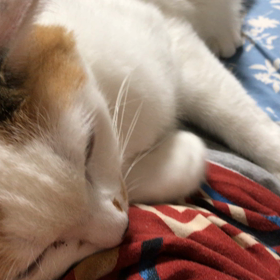 甘えちゃんのハナちゃん❤️の画像