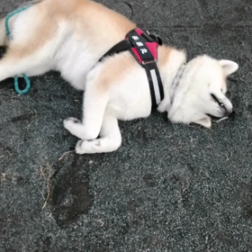 お泊まり訓練でストレスいっぱい、「う○ち」のリズムも変調、水はがぶ飲み、どうなることか⁉️と心配の画像