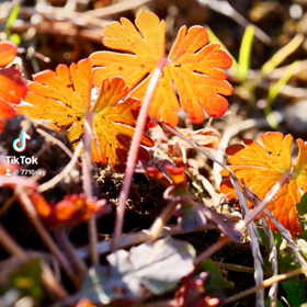 ♡追加♡パッチワークのようにつなげていけたらいあなぁ♡^ ^♡の画像