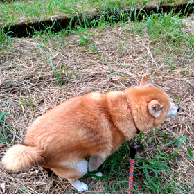 自動運転    観測媒体の僕らの行く末の画像