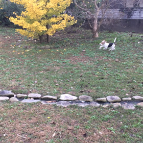 あと10周！毎日全力疾走の画像