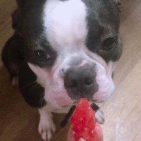 スイカ♪の画像