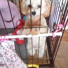 1･2･イチ･ニッ･かいぐり運動(初･動画)の画像