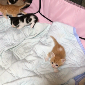 チョット前のです。の画像