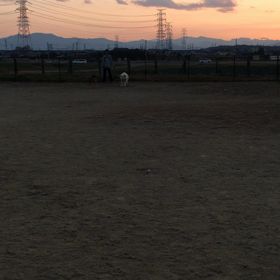 ドッグランの画像