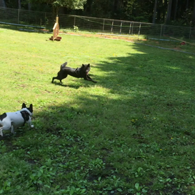 あんずのスイッチの画像