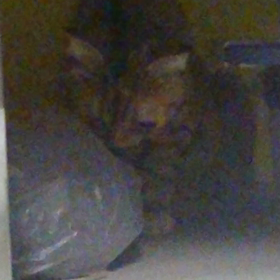 リンパ腫のあくびさんの画像