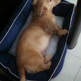 レアレア～!犬(￣▽￣;)の画像