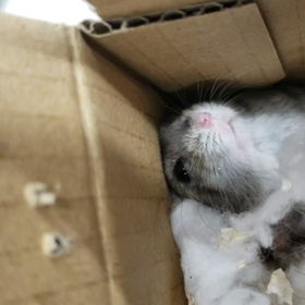 新しい家族の画像