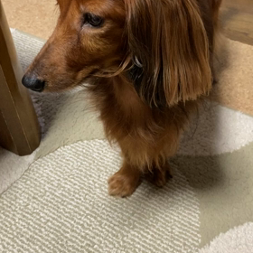 ごはーんの画像