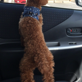 ロア手術終わりましたの画像