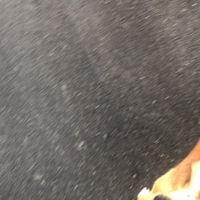 ガリマタの画像