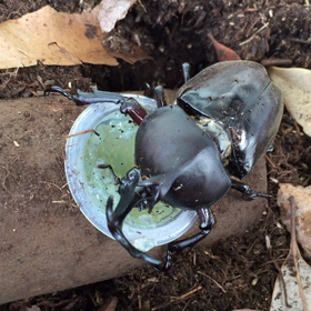 もっとガツガツ食べていいのよ〜の画像