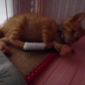 ナルトくんのブラッシングの画像