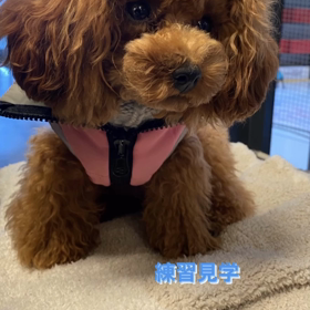 宇野樹君インスタストーリーより　練習見学　練習後の散歩の画像