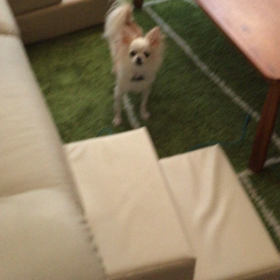 2ちわそれぞれの性格の画像