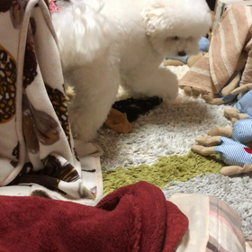 12月6日  １人遊びがお上手ですね。の画像