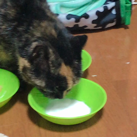 猫ってミルク飲むの？の画像