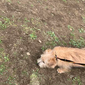 4月12日12わんこと1時間遠足  代々木公園の画像