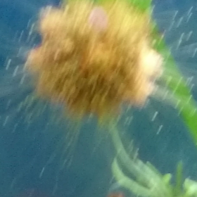 以前は海水魚今はメダカ〜の画像