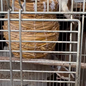 ”拡散希望〜インコ達の里親さま急募〜”の画像