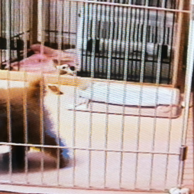 ビデオ観賞が続くの画像